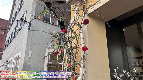 2025-COSTA-DELIZIOSA-0B0242