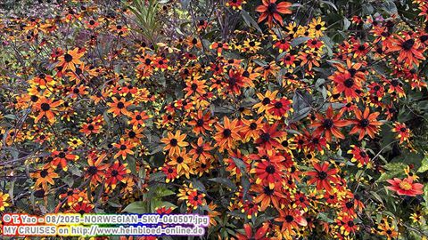 2025-NORWEGIAN-SKY-060507