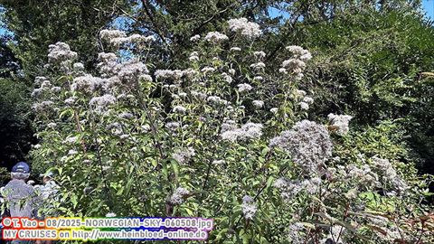 2025-NORWEGIAN-SKY-060508