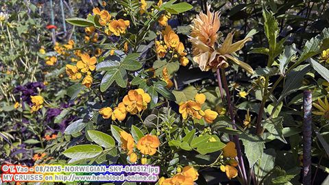 2025-NORWEGIAN-SKY-060512