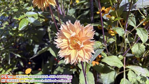 2025-NORWEGIAN-SKY-060513