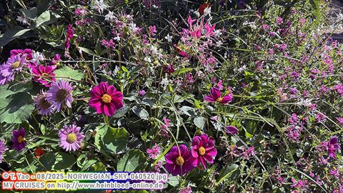 2025-NORWEGIAN-SKY-060520