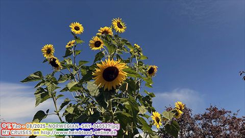 2025-NORWEGIAN-SKY-060527