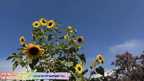 2025-NORWEGIAN-SKY-060528