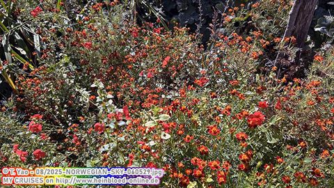 2025-NORWEGIAN-SKY-060529