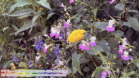 2025-NORWEGIAN-SKY-060530