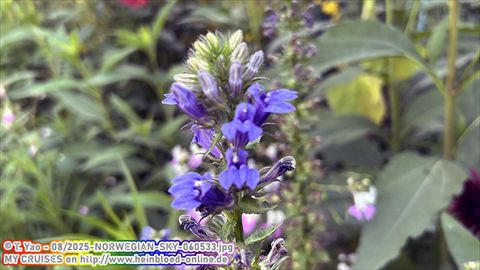 2025-NORWEGIAN-SKY-060533