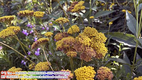 2025-NORWEGIAN-SKY-060534