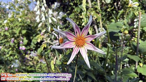 2025-NORWEGIAN-SKY-060536