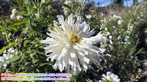 2025-NORWEGIAN-SKY-060537