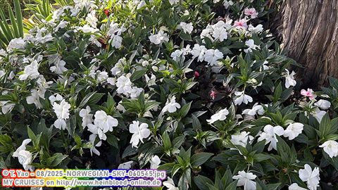 2025-NORWEGIAN-SKY-060545