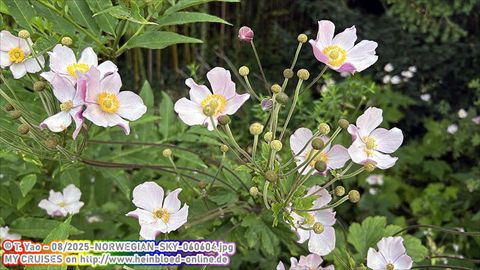 2025-NORWEGIAN-SKY-060604