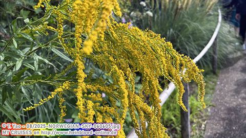 2025-NORWEGIAN-SKY-060605