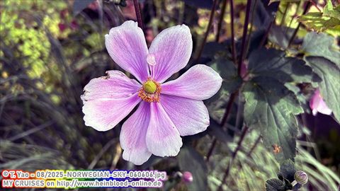 2025-NORWEGIAN-SKY-060606