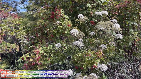 2025-NORWEGIAN-SKY-060607