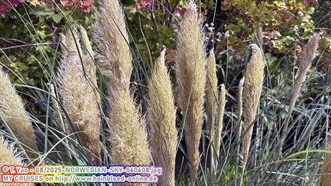 2025-NORWEGIAN-SKY-060608