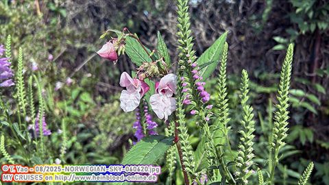 2025-NORWEGIAN-SKY-060620