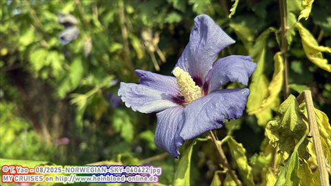 2025-NORWEGIAN-SKY-060622