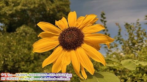 2025-NORWEGIAN-SKY-060628