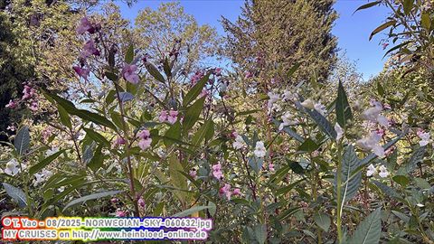 2025-NORWEGIAN-SKY-060632