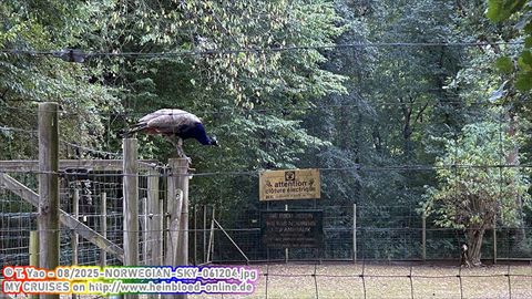 2025-NORWEGIAN-SKY-061204