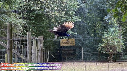 2025-NORWEGIAN-SKY-061205