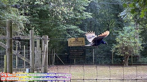 2025-NORWEGIAN-SKY-061206