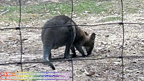 2025-NORWEGIAN-SKY-061207