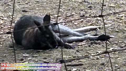 2025-NORWEGIAN-SKY-061208