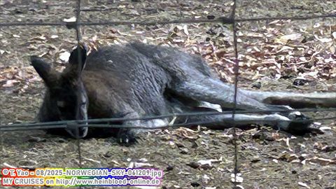 2025-NORWEGIAN-SKY-061209