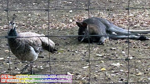 2025-NORWEGIAN-SKY-061210