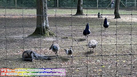 2025-NORWEGIAN-SKY-061211