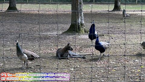 2025-NORWEGIAN-SKY-061212