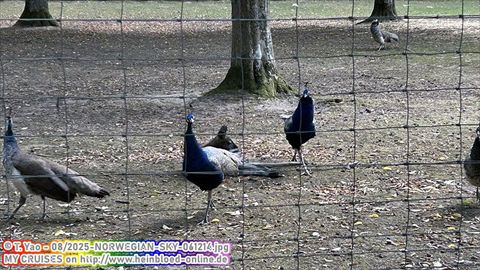 2025-NORWEGIAN-SKY-061214