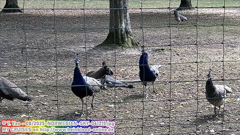 2025-NORWEGIAN-SKY-061215