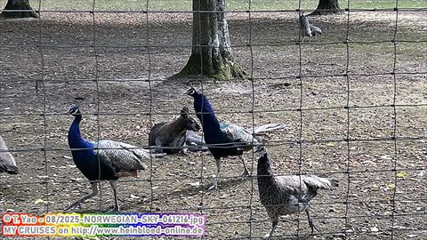 2025-NORWEGIAN-SKY-061216