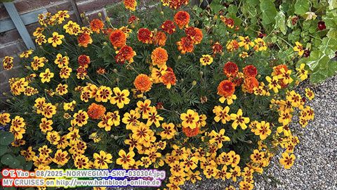 2025-NORWEGIAN-SKY-030304