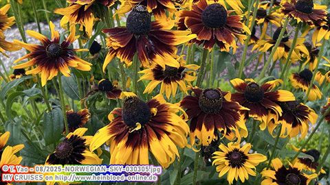 2025-NORWEGIAN-SKY-030305