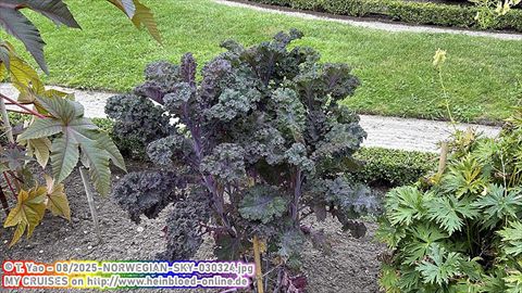 2025-NORWEGIAN-SKY-030324