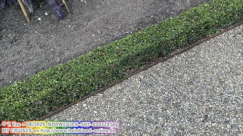 2025-NORWEGIAN-SKY-030325