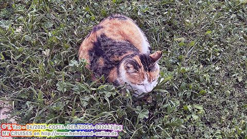 2025-COSTA-DELIZIOSA-032442