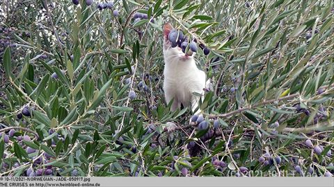 2021-NORWEGIAN-JADE-050917