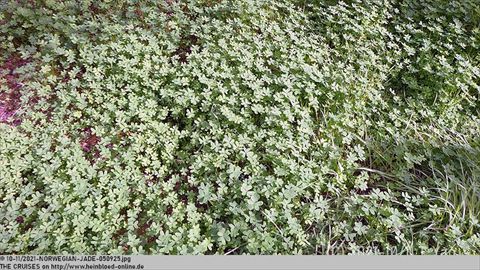 2021-NORWEGIAN-JADE-050925