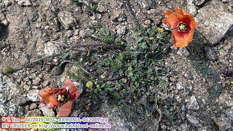 2025-MSC-ARMONIA-042005