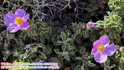 2025-MSC-ARMONIA-042008