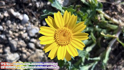 2025-MSC-ARMONIA-042009