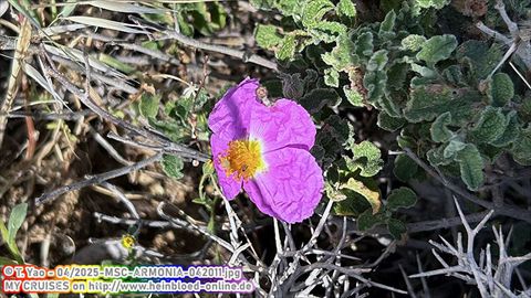 2025-MSC-ARMONIA-042011