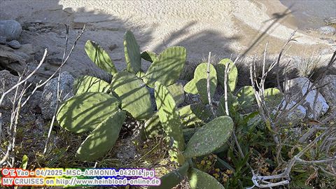 2025-MSC-ARMONIA-042016
