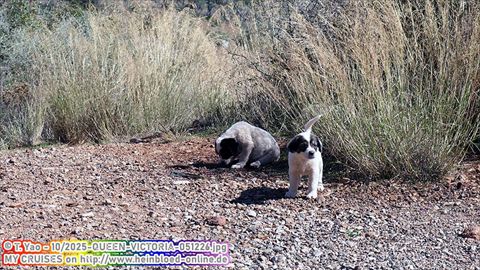 2025-QUEEN-VICTORIA-051226