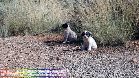 2025-QUEEN-VICTORIA-051227